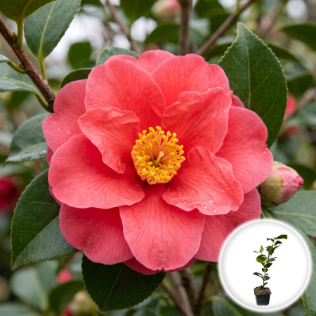 Camelia - camelia-japonica-mary-williams-arbust-vesnic-verde-pepiniera-sibiu