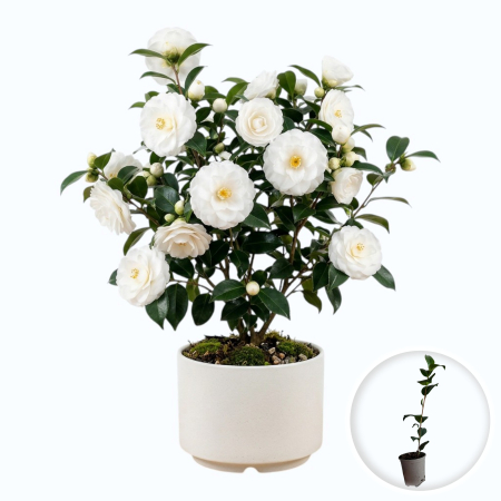 Camelia - camellia-japonica-camelia-japoneza-flori-iarna-pepiniera-sibiu