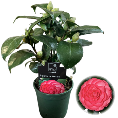 Camelia - camelia-japonica-eugenia-de-montijo-rosie-pepiniera-sibiu