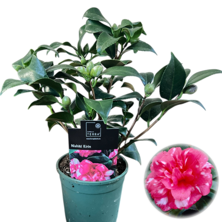 Camelia - camelia-japonica-nishiki-kirin-roz-pepiniera-sibiu