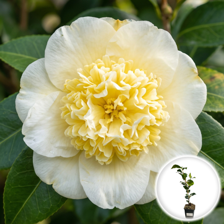 Camelia - camelia-japonica-brushfields-yellow-galbena-pepiniera-sibiu