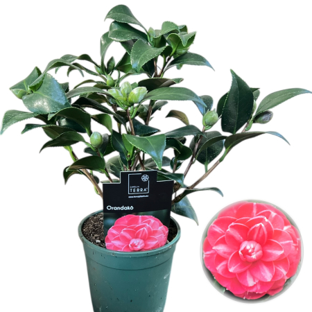 Camelia - camelia-japonica-orandako-bicolora-pepiniera-sibiu