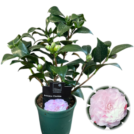 Camelia - camelia-japonica-princess-clotilde-bicolora-pepiniera-sibiu