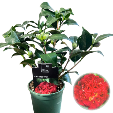 Camelia - camelia-japonica-ruby-wedding-rosie-pepiniera-sibiu