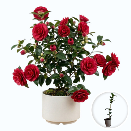 Flori Gradina si Balcon - camellia-japonica-camelia-japoneza-flori-iarna-pepiniera-sibiu