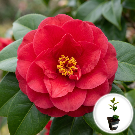 Camelia - camellia-japonica-lady-campbell-camelie-rosie-pepiniera-sibiu