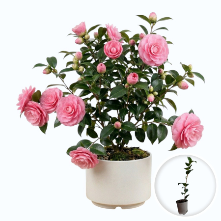 Camelia - camellia-japonica-camelia-japoneza-flori-iarna-pepiniera-sibiu