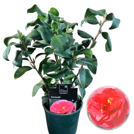 Camelia - camelia-japonica-santorelli-roz-pal-pepiniera-sibiu