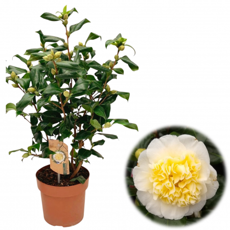 Camelia - Camelia J. Galbena - Brushfield
