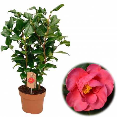 Camelia - Camelia R. Rosu - Dr. king