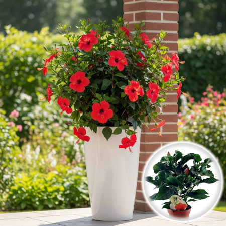 Flori Gradina si Balcon - Trandafir Japonez - Rosu - 35cm+