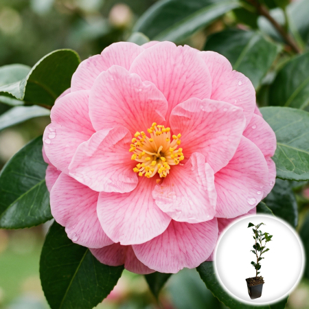 Camelia - camellia-williamsii-donation-arbust-flori-roz-pepiniera-sibiu