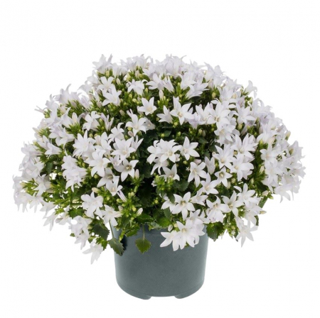 Campanula - Alba (P12) [1]