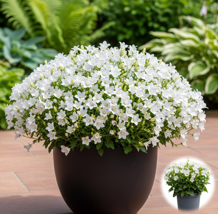 Flori Gradina si Balcon - Campanula - Alba (P12)
