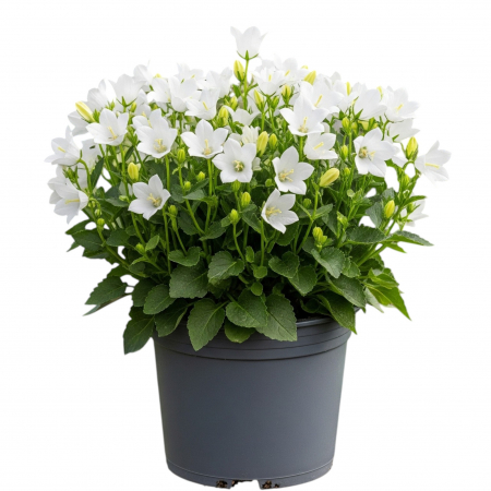 Campanula - Alba (P12) [2]