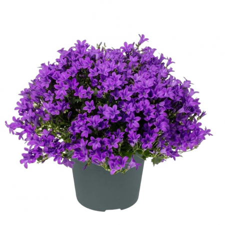 Campanula - Albastra (P12) [2]