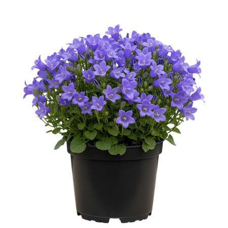 Campanula - Albastra (P12) [1]