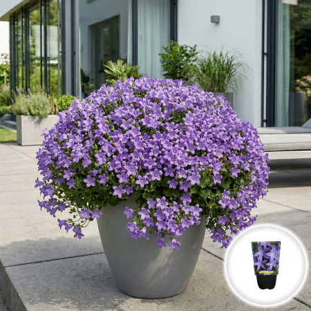 Flori Gradina si Balcon - campanula-garganica-major-floare-stelata-albastra-pepiniera-sibiu