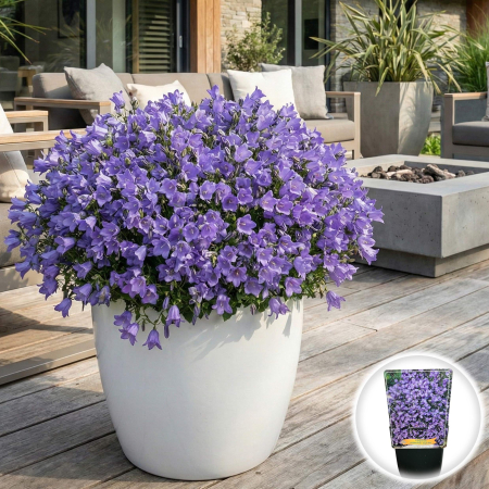 Flori Gradina si Balcon - campanula-cochlearifolia-jingle-blue-clopotei-stancarie-pepiniera-sibiu