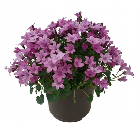 Campanula - Mov (P12) [2]