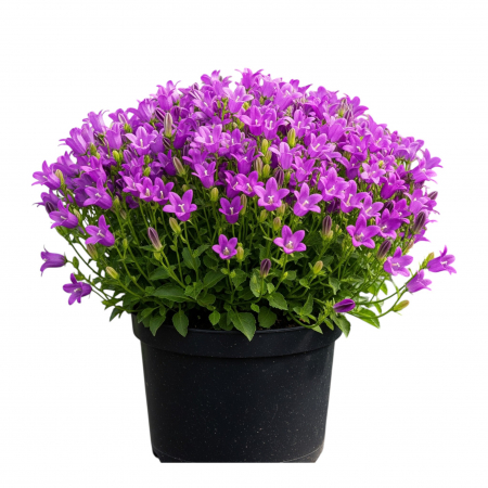 Campanula - Mov (P12) [1]