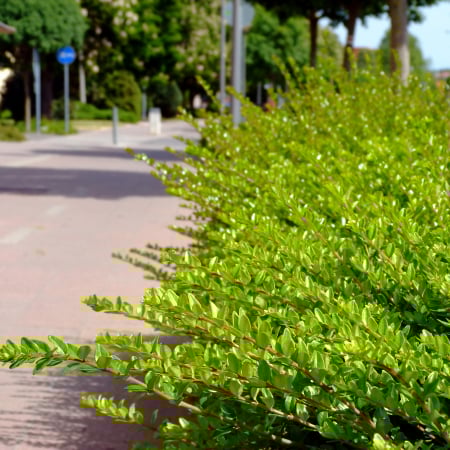 Plante Decorative - Lonicera n. Tarator 30cm (2L)