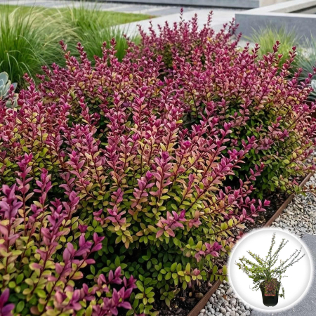 Caprifoi - lonicera-nitida-red-tips-pepiniera-sibiu