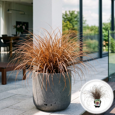 Iarba Decorativa - carex-comans-milk-chocolate-rogoz-ornamental-pepiniera-sibiu