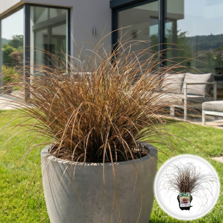 Iarba Decorativa - carex-comans-milk-chocolate-rogoz-ornamental-pepiniera-sibiu