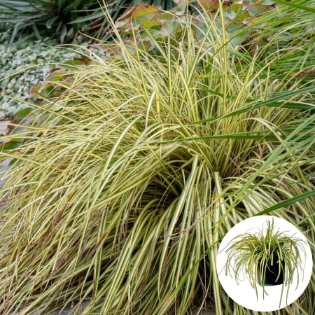 Iarba Decorativa - Carex H. Evergold - 30cm (2L)