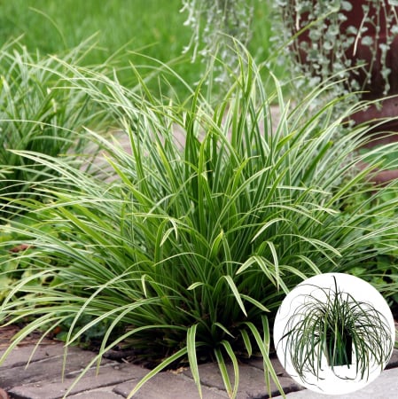 Iarba Decorativa - Carex M Goldband -2L