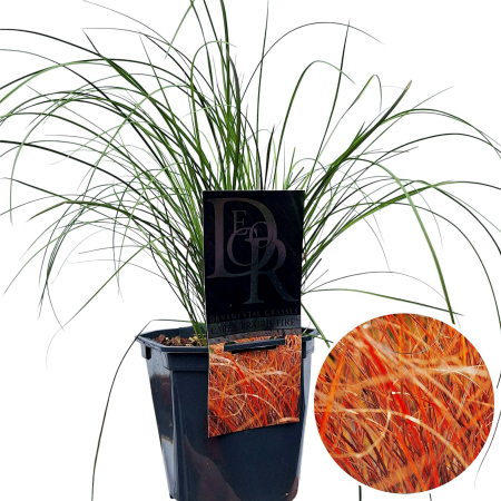 Carex T. Prairie Fire - 40cm+ [1]