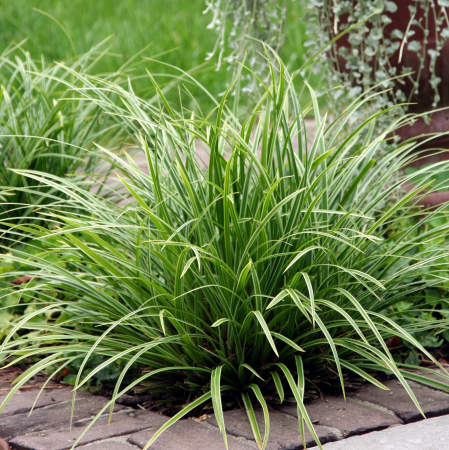 Carex M Goldband -2L [1]