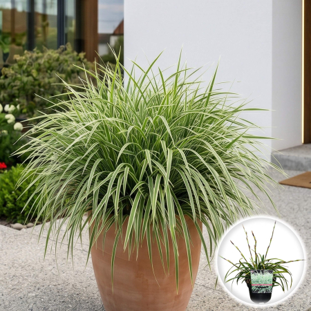 Iarba Decorativa - carex-morrowii-ice-dance-iarba-ornamentala-umbra-pepiniera-sibiu