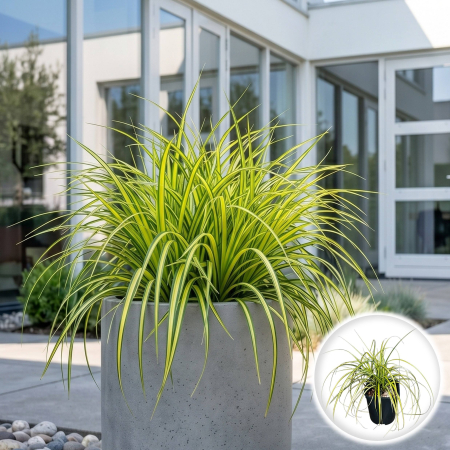 Iarba Decorativa - carex-oshimensis-eversheen-iarba-ornamentala-pepiniera-sibiu