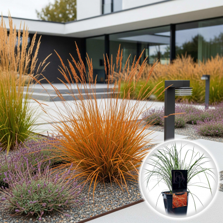 Iarba Decorativa - Carex T. Prairie Fire - 40cm+