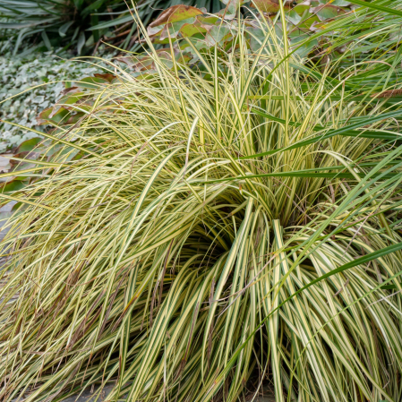 Carex H. Evergold - 30cm (2L) [1]