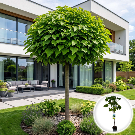 Catalpa - catalpa-bignonioides-nana-arbore-sferic-ornamental-pepiniera-sibiu