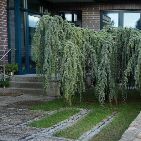 Cedru Himalaya - Pendula - 80cm [1]