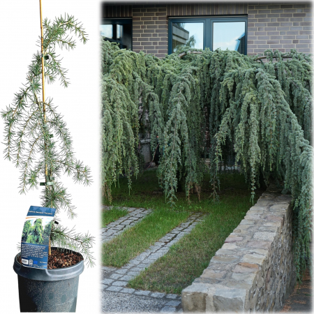 Cedru - Cedru Himalaya - Pendula - 80cm