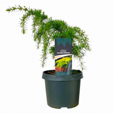 Cedru Tarator Golden Horizont - 5L [1]