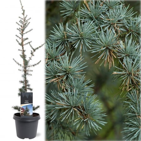 Cedru - Cedru Libanez Albastru - 75cm+