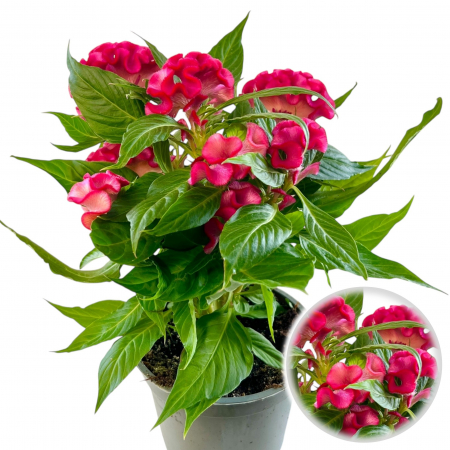 Flori Gradina si Balcon - Celosia Roz 35cm - XL
