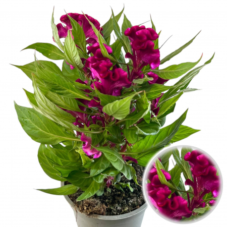 Flori Gradina si Balcon - Celosia Mov 35cm - XL