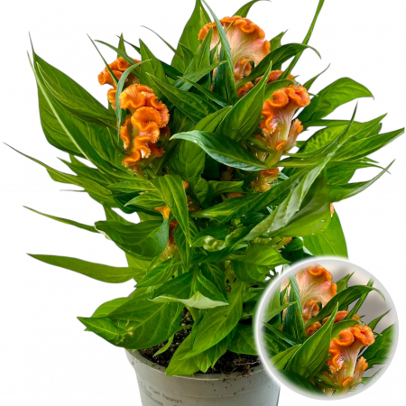 Flori Gradina si Balcon - Celosia Portocalie 35cm - XL
