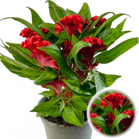 Flori Gradina si Balcon - Celosia Rosu 35cm - XL