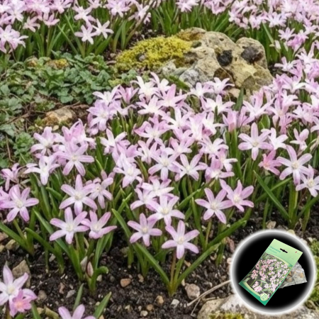 Bulbi Chionodoxa - bulbi-chionodoxa-forbesii-pink-giant-15-buc-pepiniera-sibiu