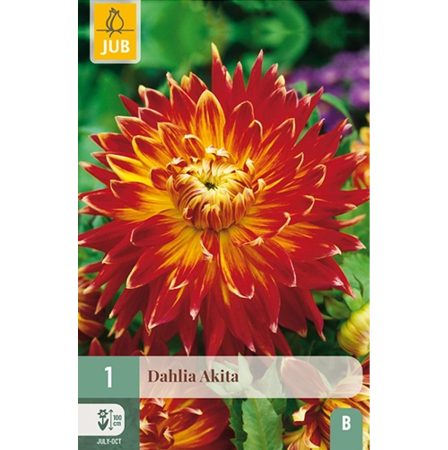 Bulbi de Dalia - Bulbi Dalia Akita Rizom Calitate I Jub Holland Pepiniera Sibiu