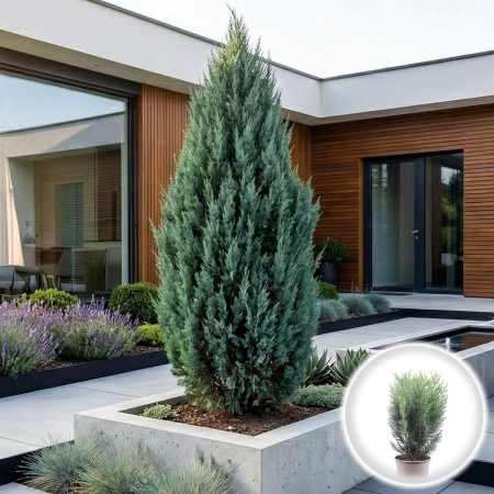 Chiparos - Chiparos Albastru Chamaecyparis Columnaris 40cm Ghiveci Pepiniera Sibiu