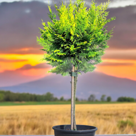 Plante Decorative - CCHIPAROS Auriu GLOB - Picior 80cm